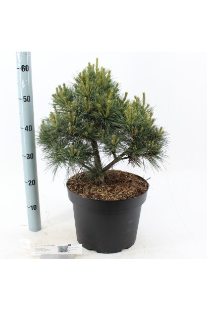 Саджанець Сосна Веймутова Бергманс Міні